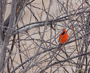 Northern Cardinal Winter 1984